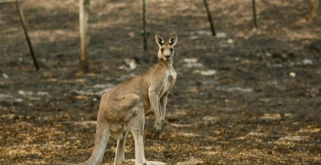 Pena de cárcel para un australiano por apuñalar hasta 20 veces a un canguro
