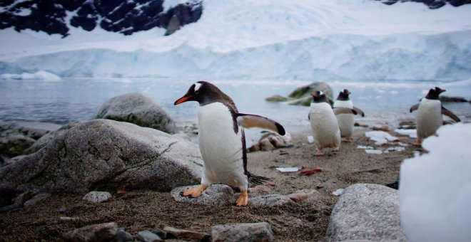 La fauna antártica está amenazada por patógenos dispersados por los humanos