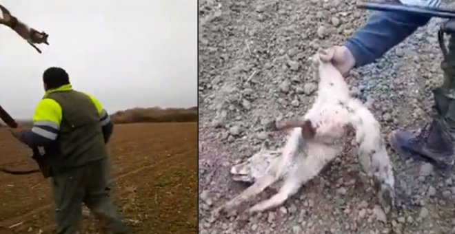 Un cazador pisotea y lanza por los aires a un zorro moribundo