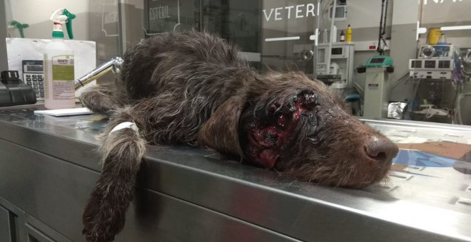 Salvan la vida a un perro que fue abandonado en Galicia con un disparo en la cabeza
