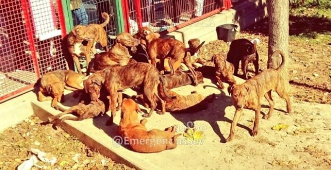 Buscan al autor del abandono de 18 perros peligrosos en un parque infantil en Sevilla