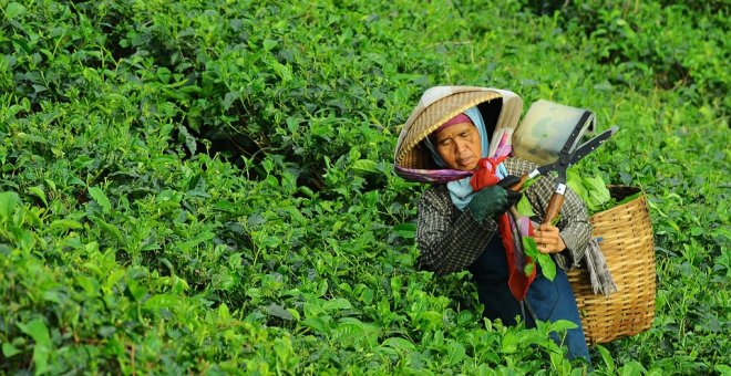 Políticas agrarias, globalización y feminismo