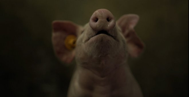 PACMA estrena en internet el documental '6Meses', sobre la corta vida de los cerdos