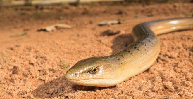 El lagarto sin patas que vivió en Murcia hace un millón de años