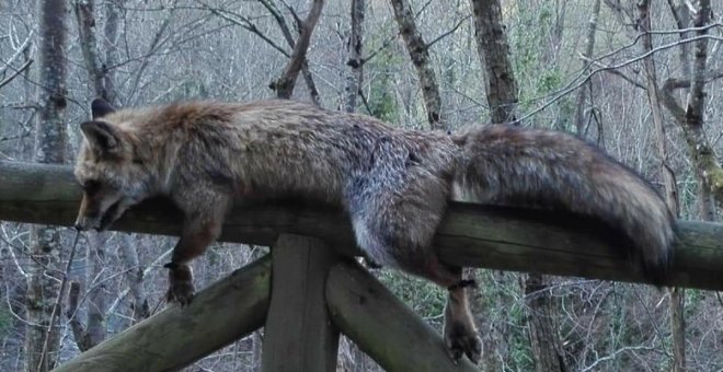 El cadáver de un zorro aparece atado a una valla en el Parque Natural de Las Ubiñas