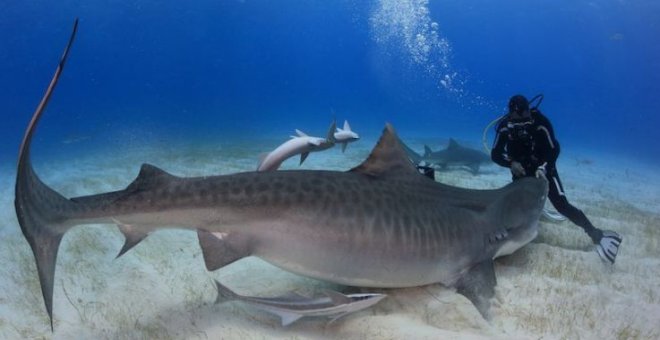 Animales salvajes: un reclamo turístico con un lado oscuro y cruel