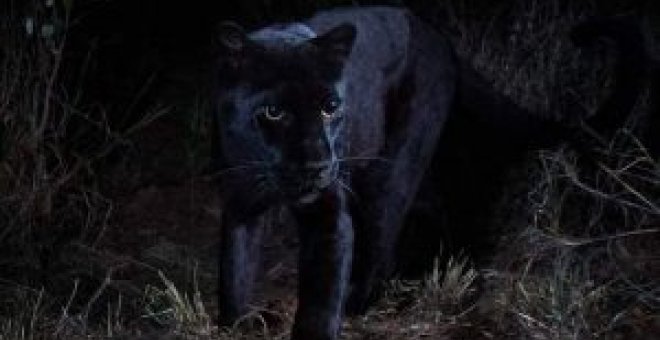 Hay más fotos de leopardos negros