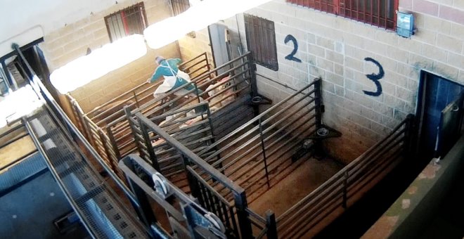 Los vídeos como arma: aumentan las denuncias que documentan el maltrato animal en los mataderos