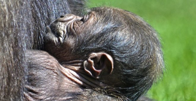 Nace una cría de gorila occidental en peligro crítico de extinción en València