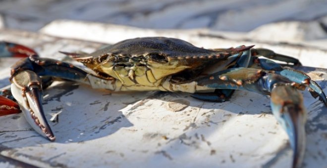 Casi el 80% de los peces de la Cuenca del Segura son especies exóticas invasoras