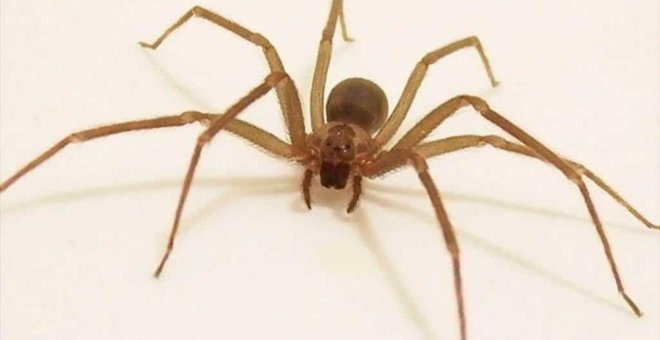 Alarma en Alicante: cuatro vecinos sufren la picadura de la peligrosa araña violinista