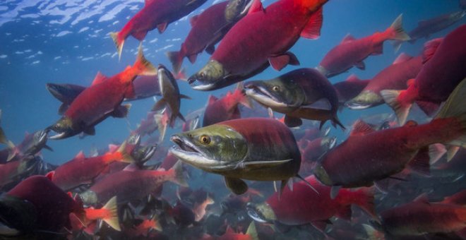 El cambio climático altera el ciclo vital de los salmones rojos del Pacífico