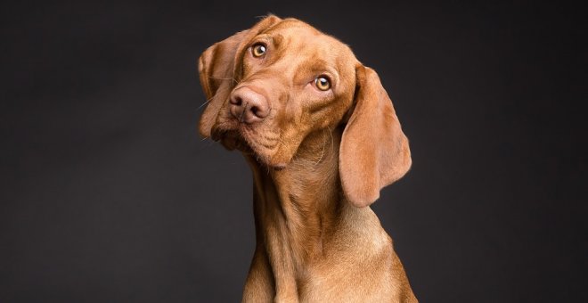 Por qué tu perro te pone ojitos: así se comunica mejor contigo