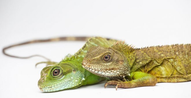 Las hembras de dragón verde pueden tener crías sin necesidad de ser fecundadas por el macho