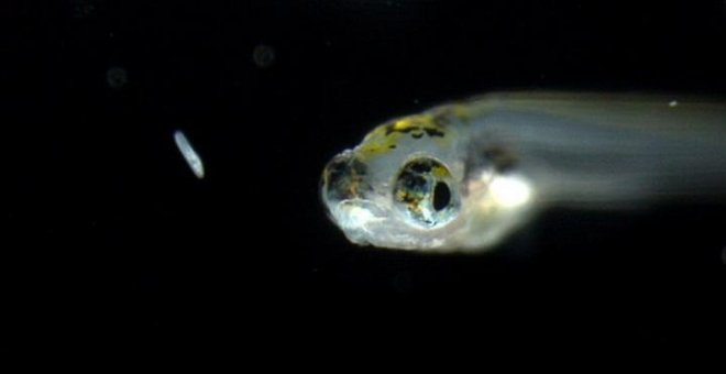 Investigadores demuestran que los peces son capaces de oler los virus