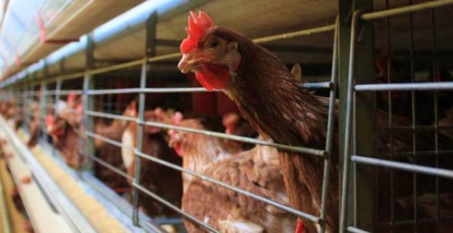 La cadena hotelera Tryp dejará de utilizar huevos de gallinas enjauladas
