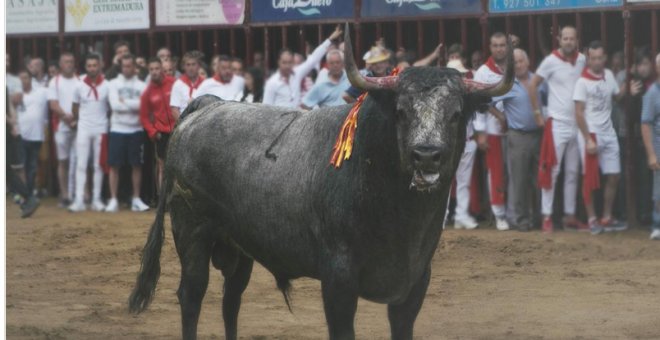 La terrible última hora del toro Escribano, abatido de un disparo frente al público