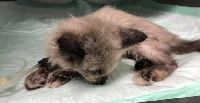 Muere Dulcinea, una gata de dos meses a la que pusieron un petardo en la boca
