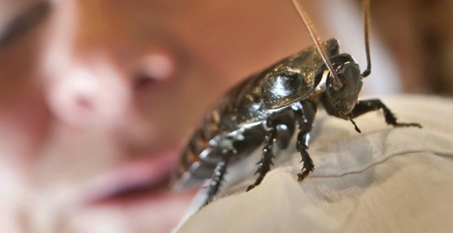 Las cucarachas se vuelven invencibles: "Es casi imposible acabar con ellas sólo con químicos"