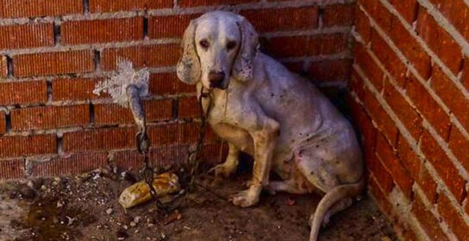 Pacma pide cárcel para un acusado de matar con un bate de béisbol a su perro