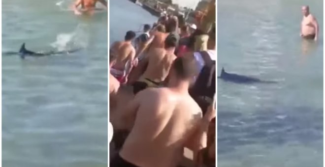 Un grupo de turistas mata a un pez espada lanzándole piedras en Grecia