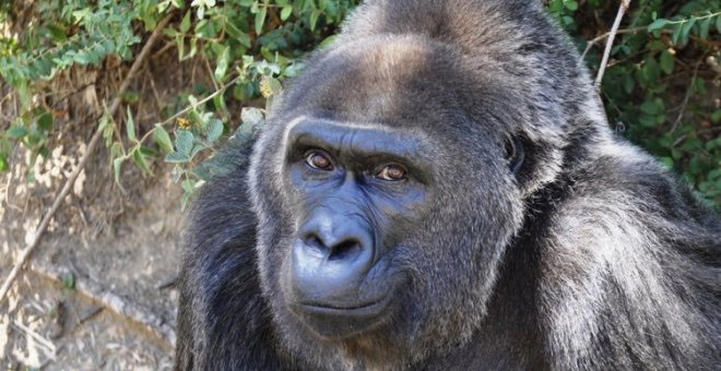 Muere 'Trudy', la gorila más longeva en cautividad
