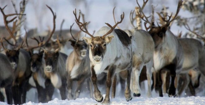Mueren 200 renos en el Ártico por el cambio climático