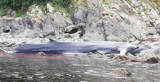 Muere una ballena de 16 metros en Asturias tras quedar atrapada entre las rocas de una cala