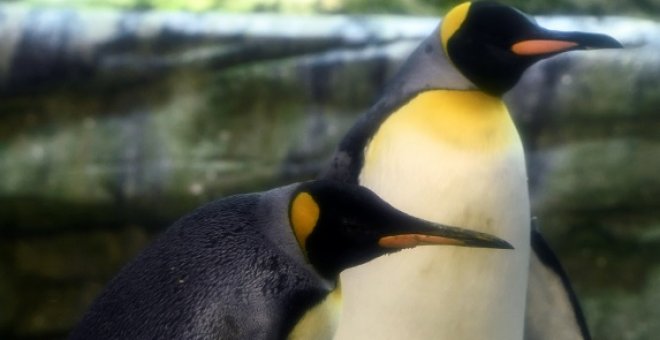 Una pareja de pingüinos gay adoptan un huevo abandonado en el zoo de Berlín