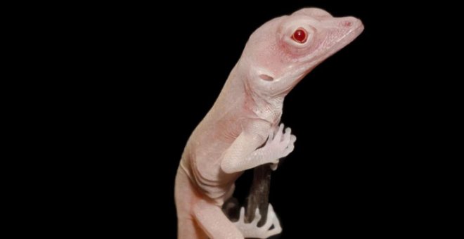 El lagarto albino, el primer reptil modificado genéticamente