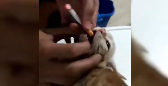Unos jóvenes meten un cigarro encendido en la boca de un gato