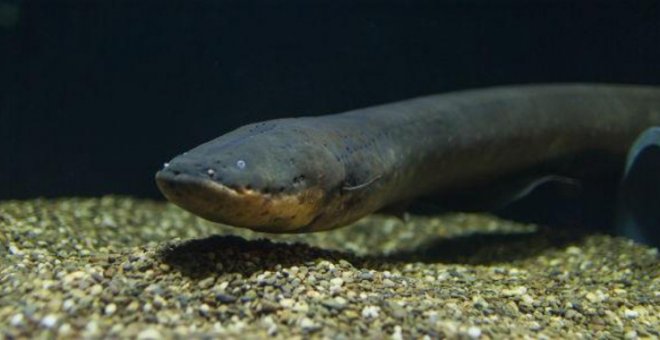 Una nueva anguila eléctrica produce la mayor descarga del reino animal