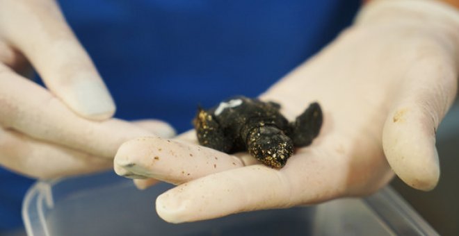 Nacen en el Oceanogràfic de Valencia nueve tortugas de unos huevos hallados en Castellón