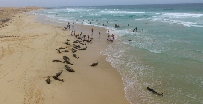 Más de un centenar de delfines varan en la playa de una isla en Cabo Verde