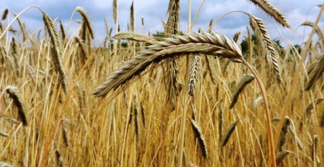 Genética para alimentar el mundo con trigo