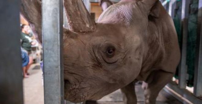 Una rinoceronte negra se queda embarazada en un zoo de Michigan