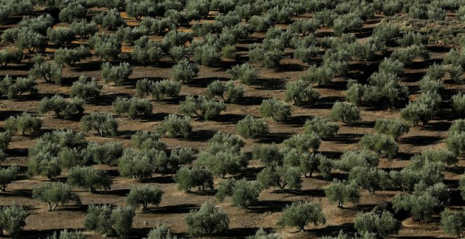 Los aranceles amenazan el sustento de miles de olivareros españoles