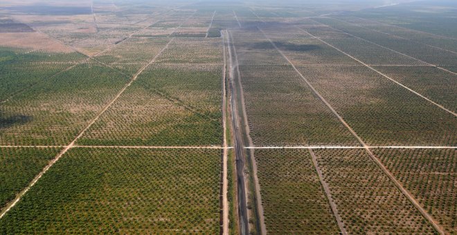 Soja, palma, azúcar... Monocultivos para que crezca el dinero, no para alimentar