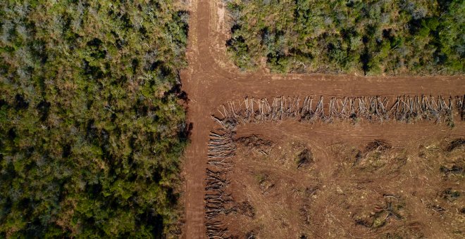 No es necesario esperar a 2023 para acabar con el biodiésel de palma