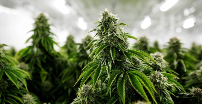 Canadá da la bienvenida al "cannabis 2.0" con la venta de productos comestibles