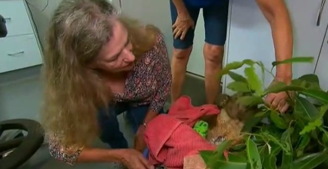 Una australiana se reencuentra con el koala convaleciente al que salvó de las llamas