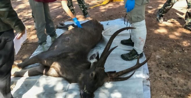 Hallan muerto a un ciervo con siete kilos de basura en su estómago en Tailandia