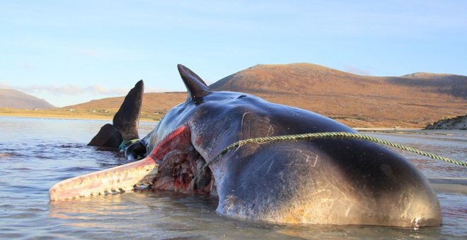 Encuentran un cachalote muerto con una masa de basura de 100 kilos en su estómago