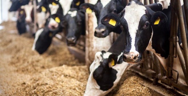 Es hora de decir adiós a los combustibles fósiles? y a las vacas