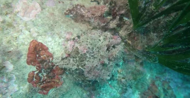 El 78% de los corales del litoral alicantino están afectados por la crisis climática