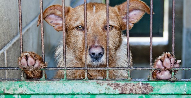 La mitad de los perros que se regalan en Navidad son luego abandonados, según la Real Sociedad Canina