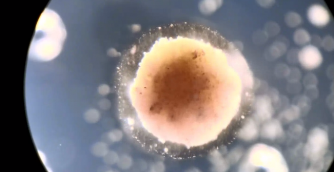 Científicos crean por primera vez pequeños "robots vivos" a partir de células de rana