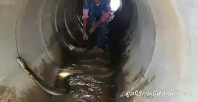 Capturan a una cobra real junto a un sumidero en Tailandia