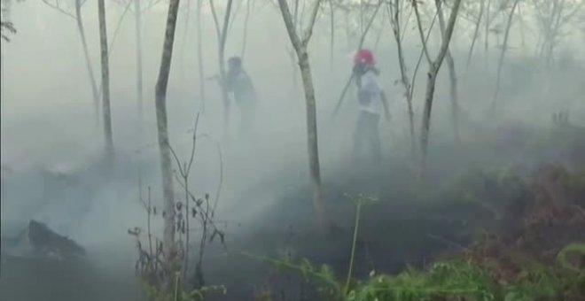 Rescatan a una mamá orangután y a su cría que estaban atrapadas por la deforestación