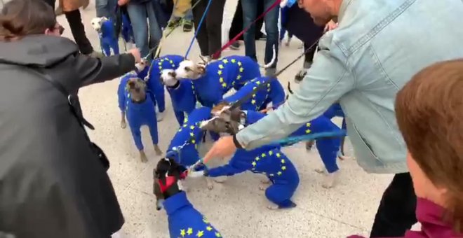 Perros anti Brexit en London Charing Cross Station